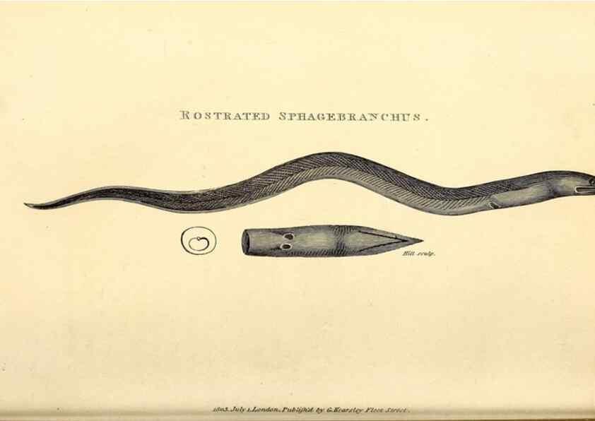 Reproducción/Reproduction 49826960417: General zoology, or Systematic natural history. London,Printed for G. Kearsley,1800-1826.. 