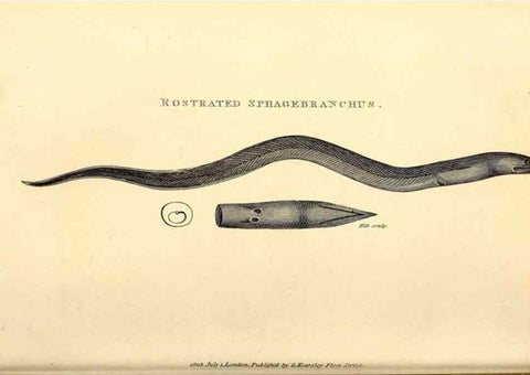 Reproducción/Reproduction 49826960417: General zoology, or Systematic natural history. London,Printed for G. Kearsley,1800-1826.. 