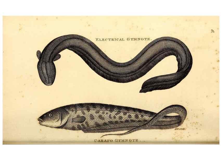 Reproducción/Reproduction 49826646061: General zoology, or Systematic natural history. London,Printed for G. Kearsley,1800-1826.. 
