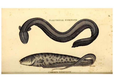Reproducción/Reproduction 49826646061: General zoology, or Systematic natural history. London,Printed for G. Kearsley,1800-1826.. 