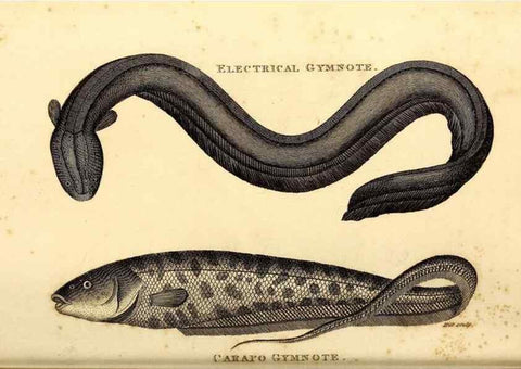 Reproducción/Reproduction 49826646061: General zoology, or Systematic natural history. London,Printed for G. Kearsley,1800-1826.. 