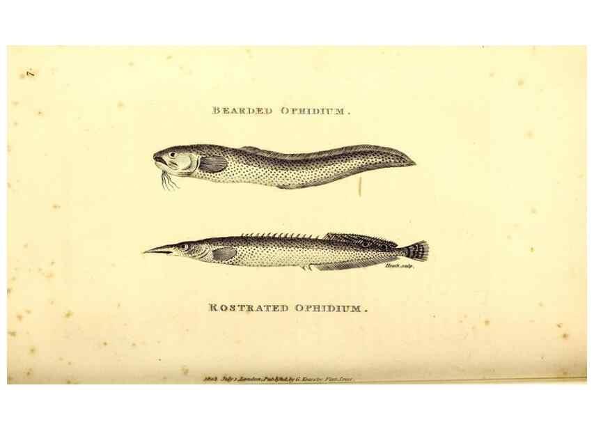 Reproducción/Reproduction 49826960817: General zoology, or Systematic natural history. London,Printed for G. Kearsley,1800-1826.. 