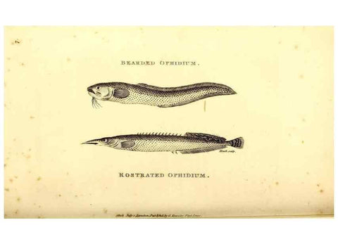 Reproducción/Reproduction 49826960817: General zoology, or Systematic natural history. London,Printed for G. Kearsley,1800-1826.. 