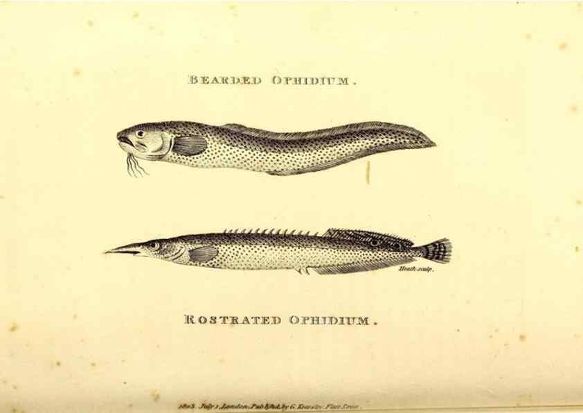 Reproducción/Reproduction 49826960817: General zoology, or Systematic natural history. London,Printed for G. Kearsley,1800-1826.. 