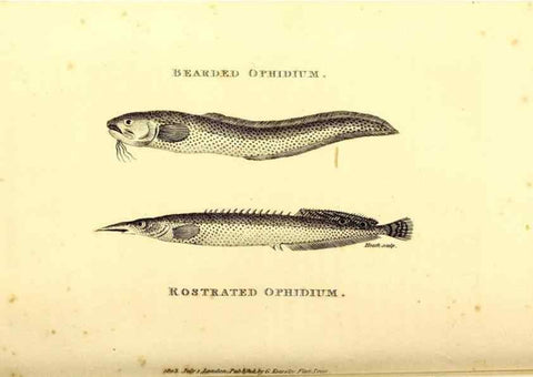 Reproducción/Reproduction 49826960817: General zoology, or Systematic natural history. London,Printed for G. Kearsley,1800-1826.. 