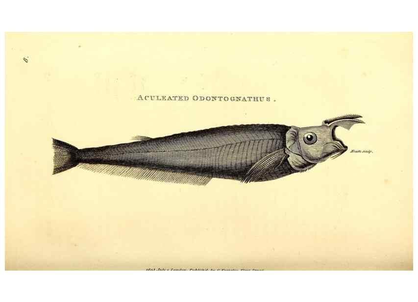 Reproducción/Reproduction 49826961057: General zoology, or Systematic natural history. London,Printed for G. Kearsley,1800-1826.. 