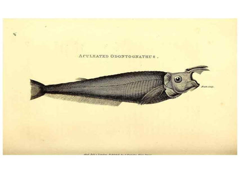 Reproducción/Reproduction 49826961057: General zoology, or Systematic natural history. London,Printed for G. Kearsley,1800-1826.. 