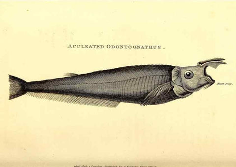 Reproducción/Reproduction 49826961057: General zoology, or Systematic natural history. London,Printed for G. Kearsley,1800-1826.. 
