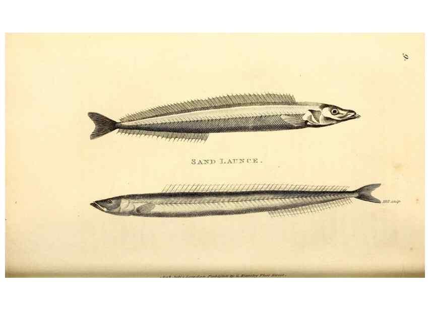 Reproducción/Reproduction 49826646931: General zoology, or Systematic natural history. London,Printed for G. Kearsley,1800-1826.. 