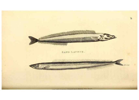 Reproducción/Reproduction 49826646931: General zoology, or Systematic natural history. London,Printed for G. Kearsley,1800-1826.. 