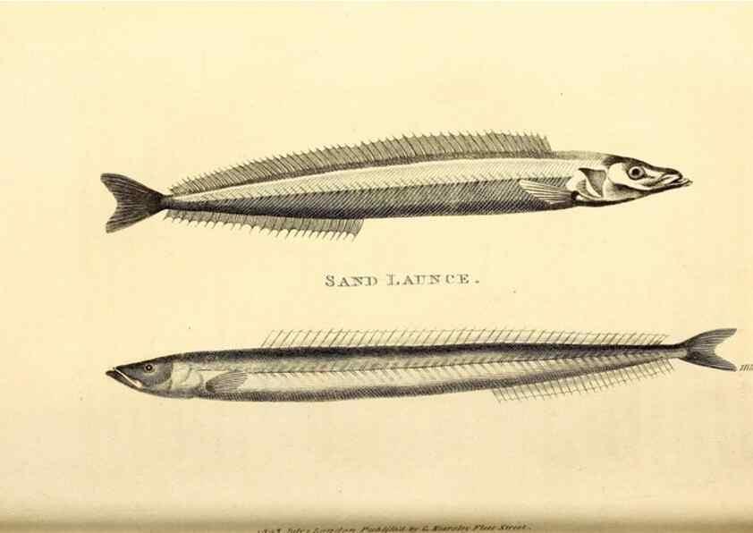 Reproducción/Reproduction 49826646931: General zoology, or Systematic natural history. London,Printed for G. Kearsley,1800-1826.. 