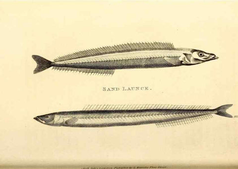 Reproducción/Reproduction 49826646931: General zoology, or Systematic natural history. London,Printed for G. Kearsley,1800-1826.. 
