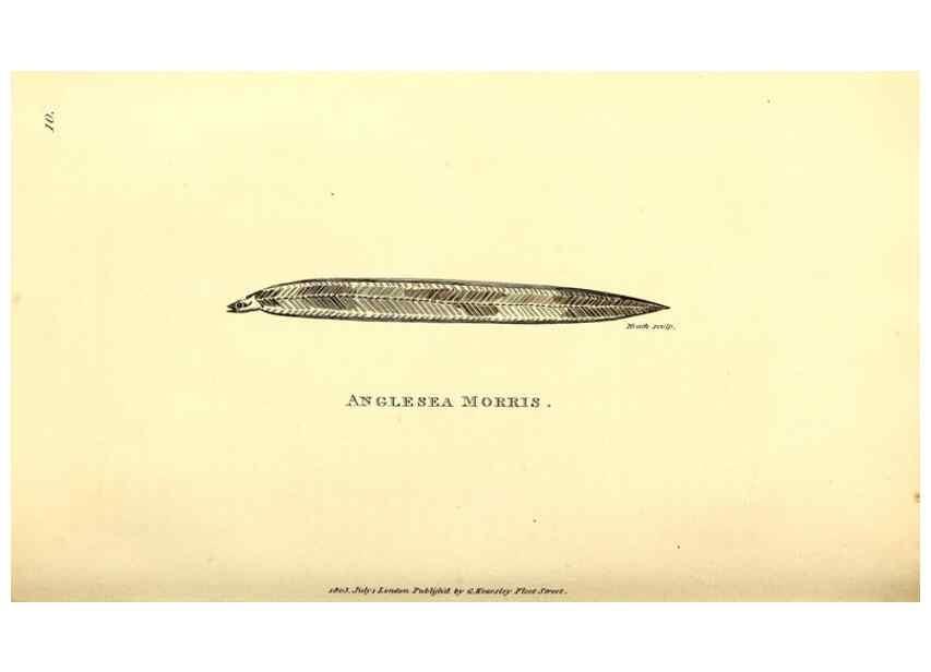 Reproducción/Reproduction 49826961487: General zoology, or Systematic natural history. London,Printed for G. Kearsley,1800-1826.. 