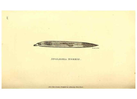 Reproducción/Reproduction 49826961487: General zoology, or Systematic natural history. London,Printed for G. Kearsley,1800-1826.. 