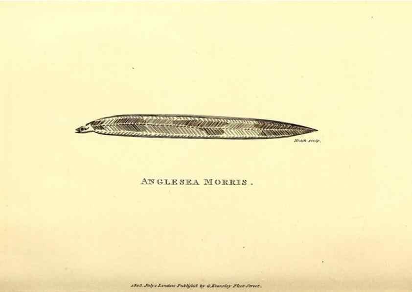 Reproducción/Reproduction 49826961487: General zoology, or Systematic natural history. London,Printed for G. Kearsley,1800-1826.. 