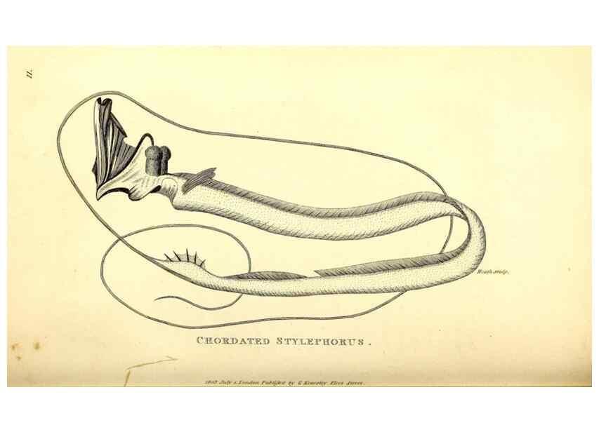 Reproducción/Reproduction 49826114273: General zoology, or Systematic natural history. London,Printed for G. Kearsley,1800-1826.. 