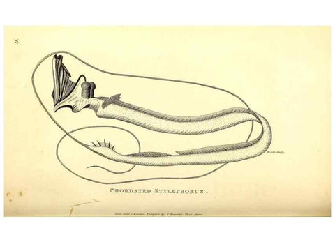 Reproducción/Reproduction 49826114273: General zoology, or Systematic natural history. London,Printed for G. Kearsley,1800-1826.. 