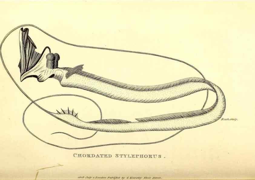 Reproducción/Reproduction 49826114273: General zoology, or Systematic natural history. London,Printed for G. Kearsley,1800-1826.. 