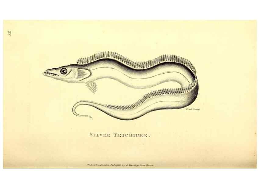 Reproducción/Reproduction 49826647561: General zoology, or Systematic natural history. London,Printed for G. Kearsley,1800-1826.. 