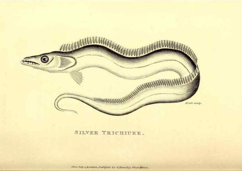 Reproducción/Reproduction 49826647561: General zoology, or Systematic natural history. London,Printed for G. Kearsley,1800-1826.. 