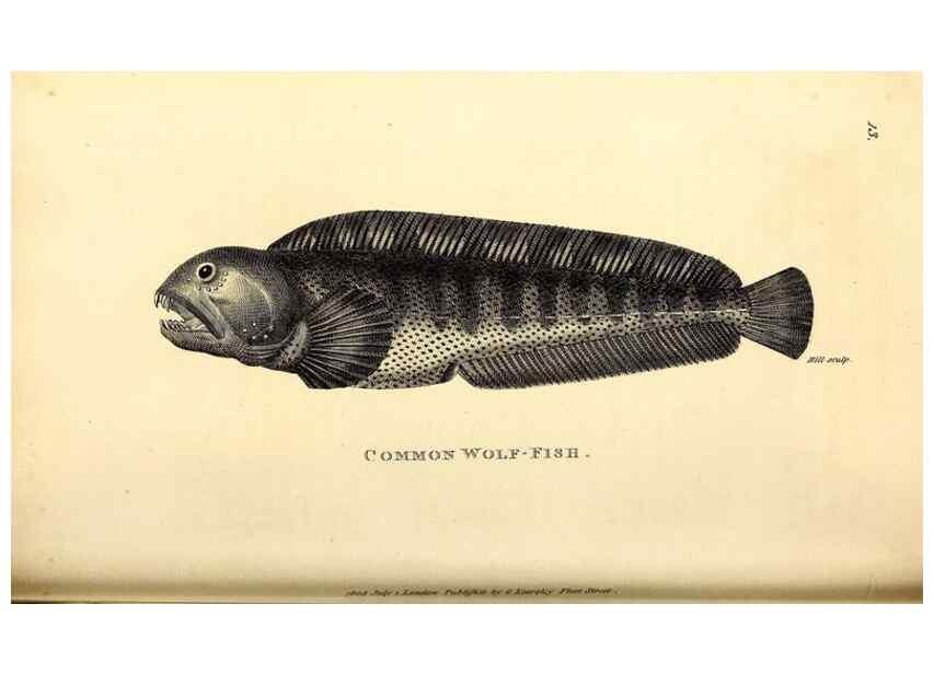 Reproducción/Reproduction 49826647826: General zoology, or Systematic natural history. London,Printed for G. Kearsley,1800-1826.. 