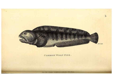 Reproducción/Reproduction 49826647826: General zoology, or Systematic natural history. London,Printed for G. Kearsley,1800-1826.. 