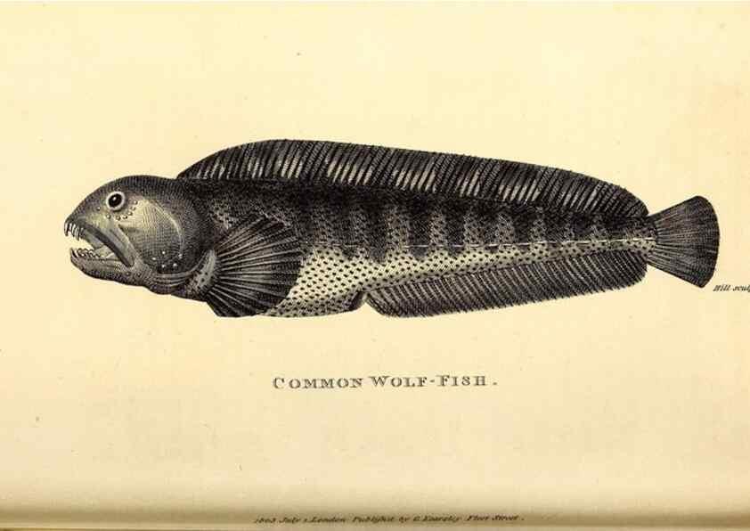 Reproducción/Reproduction 49826647826: General zoology, or Systematic natural history. London,Printed for G. Kearsley,1800-1826.. 