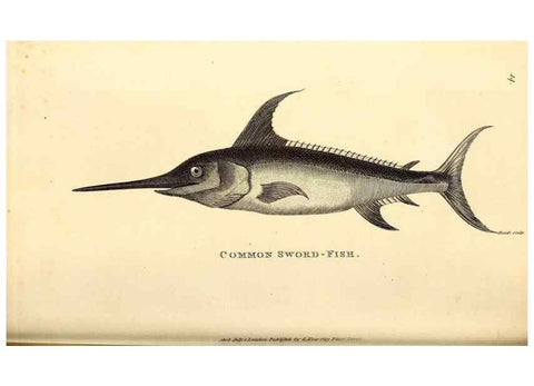 Reproducción/Reproduction 49826648046: General zoology, or Systematic natural history. London,Printed for G. Kearsley,1800-1826.. 