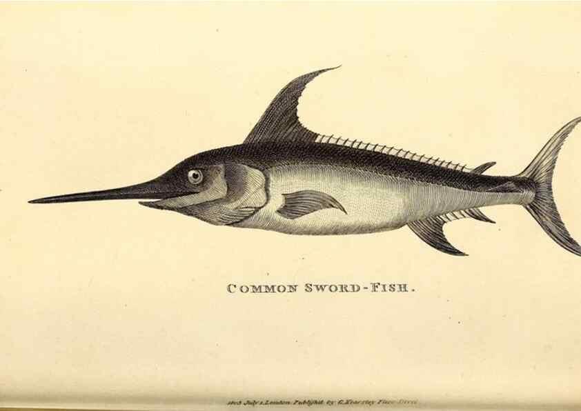 Reproducción/Reproduction 49826648046: General zoology, or Systematic natural history. London,Printed for G. Kearsley,1800-1826.. 