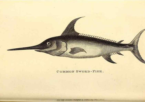 Reproducción/Reproduction 49826648046: General zoology, or Systematic natural history. London,Printed for G. Kearsley,1800-1826.. 