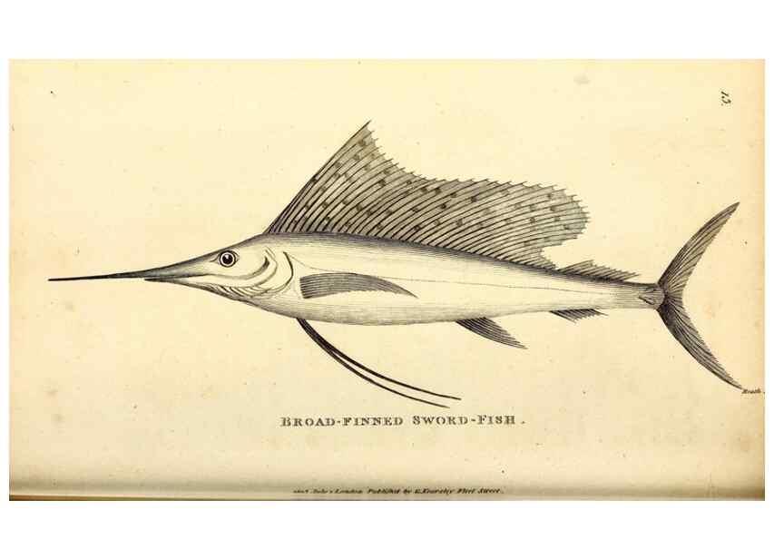 Reproducción/Reproduction 49826962682: General zoology, or Systematic natural history. London,Printed for G. Kearsley,1800-1826.. 
