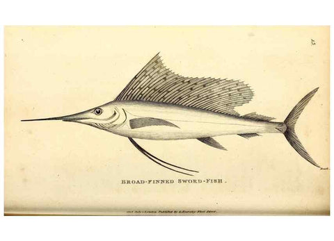 Reproducción/Reproduction 49826962682: General zoology, or Systematic natural history. London,Printed for G. Kearsley,1800-1826.. 
