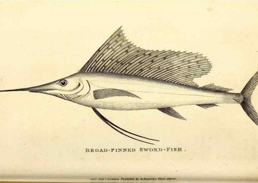 Reproducción/Reproduction 49826962682: General zoology, or Systematic natural history. London,Printed for G. Kearsley,1800-1826.. 