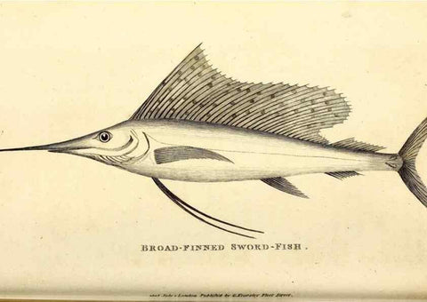 Reproducción/Reproduction 49826962682: General zoology, or Systematic natural history. London,Printed for G. Kearsley,1800-1826.. 