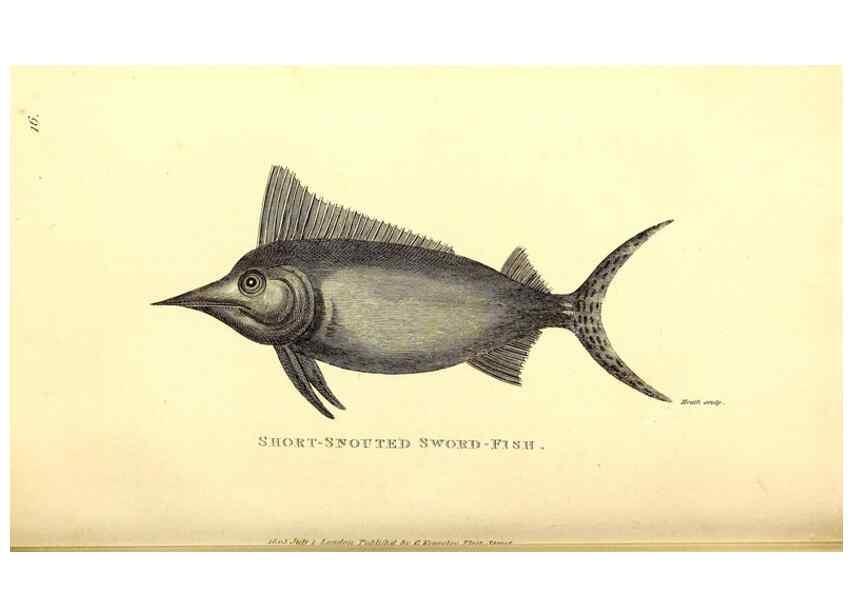 Reproducción/Reproduction 49826962937: General zoology, or Systematic natural history. London,Printed for G. Kearsley,1800-1826.. 