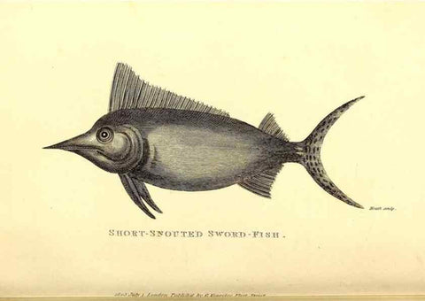 Reproducción/Reproduction 49826962937: General zoology, or Systematic natural history. London,Printed for G. Kearsley,1800-1826.. 