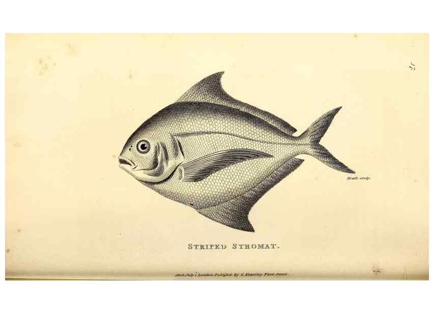 Reproducción/Reproduction 49826963137: General zoology, or Systematic natural history. London,Printed for G. Kearsley,1800-1826.. 