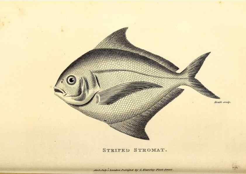 Reproducción/Reproduction 49826963137: General zoology, or Systematic natural history. London,Printed for G. Kearsley,1800-1826.. 