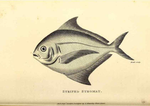 Reproducción/Reproduction 49826963137: General zoology, or Systematic natural history. London,Printed for G. Kearsley,1800-1826.. 