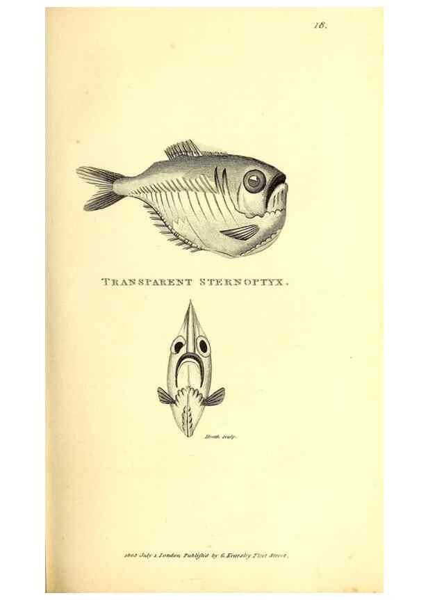 Reproducción/Reproduction 49826649091: General zoology, or Systematic natural history. London,Printed for G. Kearsley,1800-1826.. 