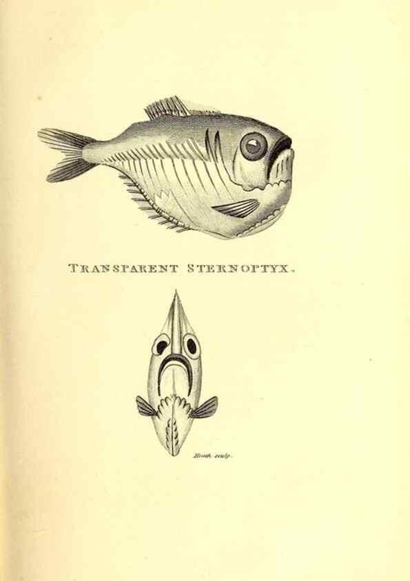 Reproducción/Reproduction 49826649091: General zoology, or Systematic natural history. London,Printed for G. Kearsley,1800-1826.. 