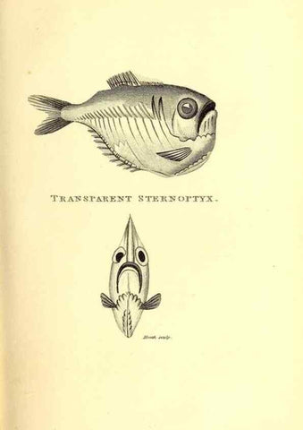 Reproducción/Reproduction 49826649091: General zoology, or Systematic natural history. London,Printed for G. Kearsley,1800-1826.. 