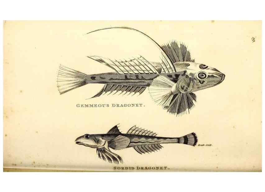 Reproducción/Reproduction 49826963707: General zoology, or Systematic natural history. London,Printed for G. Kearsley,1800-1826.. 