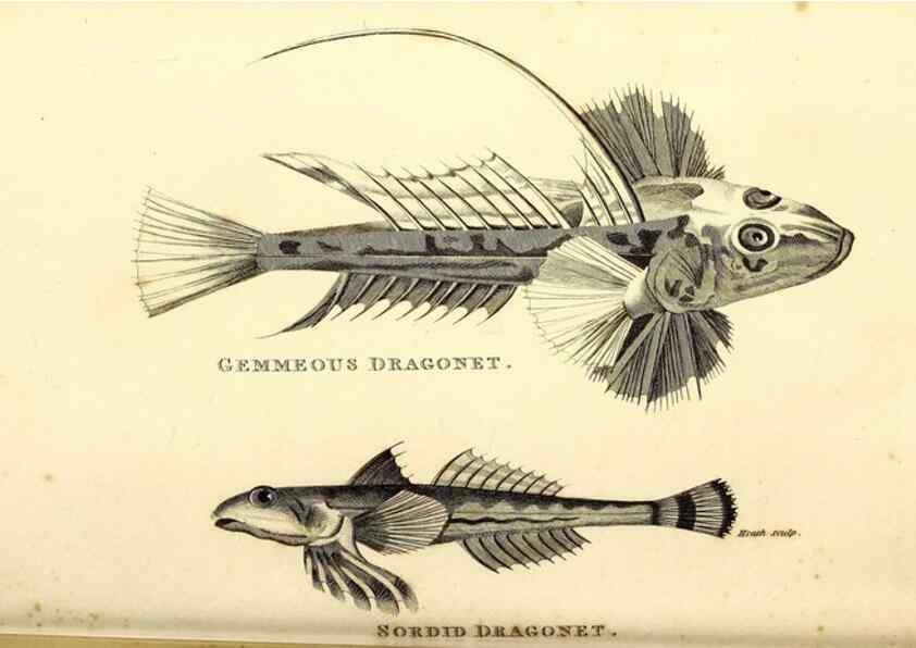 Reproducción/Reproduction 49826963707: General zoology, or Systematic natural history. London,Printed for G. Kearsley,1800-1826.. 