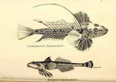 Reproducción/Reproduction 49826963707: General zoology, or Systematic natural history. London,Printed for G. Kearsley,1800-1826.. 