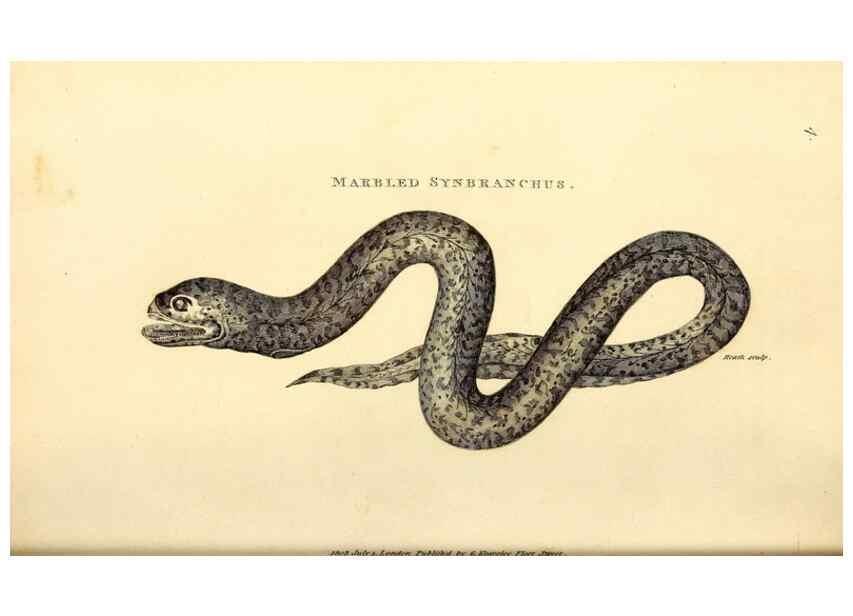 Reproducción/Reproduction 49826112673: General zoology, or Systematic natural history. London,Printed for G. Kearsley,1800-1826.. 
