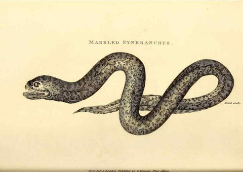 Reproducción/Reproduction 49826112673: General zoology, or Systematic natural history. London,Printed for G. Kearsley,1800-1826.. 