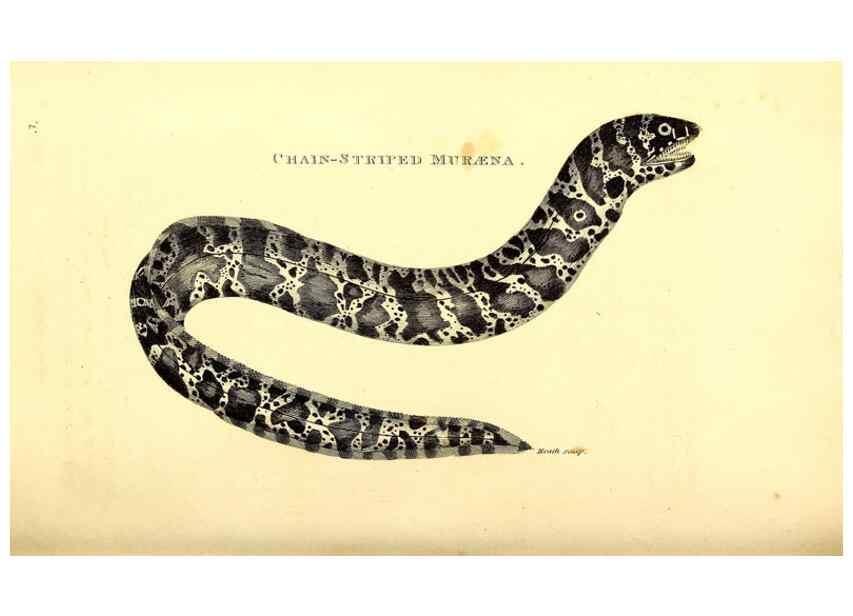 Reproducción/Reproduction 49826645276: General zoology, or Systematic natural history. London,Printed for G. Kearsley,1800-1826.. 