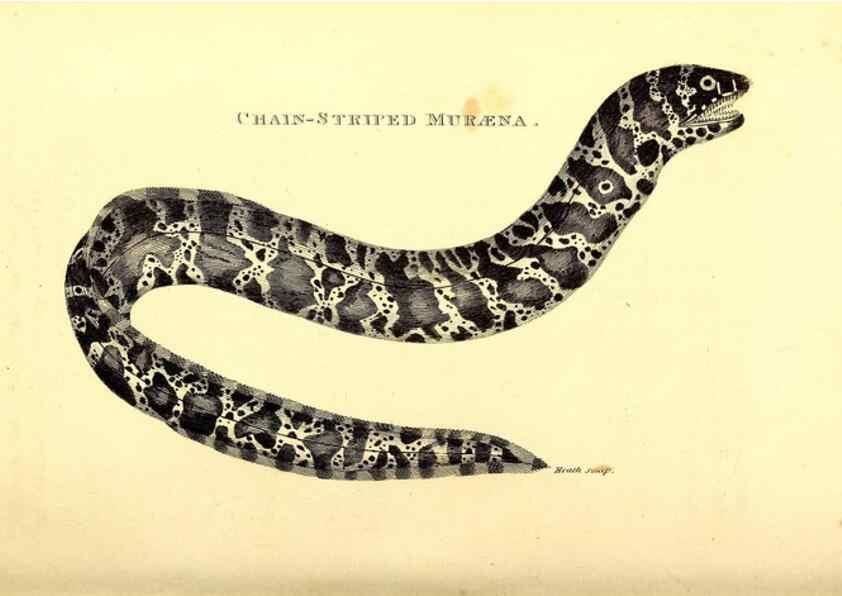 Reproducción/Reproduction 49826645276: General zoology, or Systematic natural history. London,Printed for G. Kearsley,1800-1826.. 
