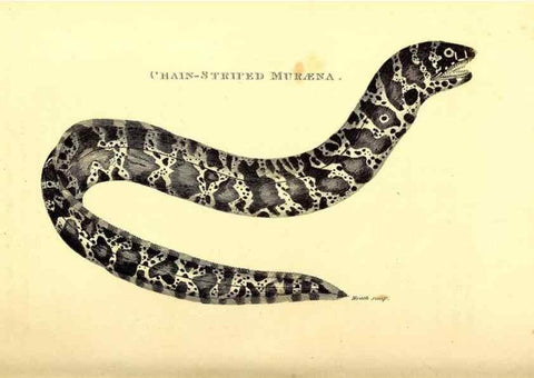 Reproducción/Reproduction 49826645276: General zoology, or Systematic natural history. London,Printed for G. Kearsley,1800-1826.. 